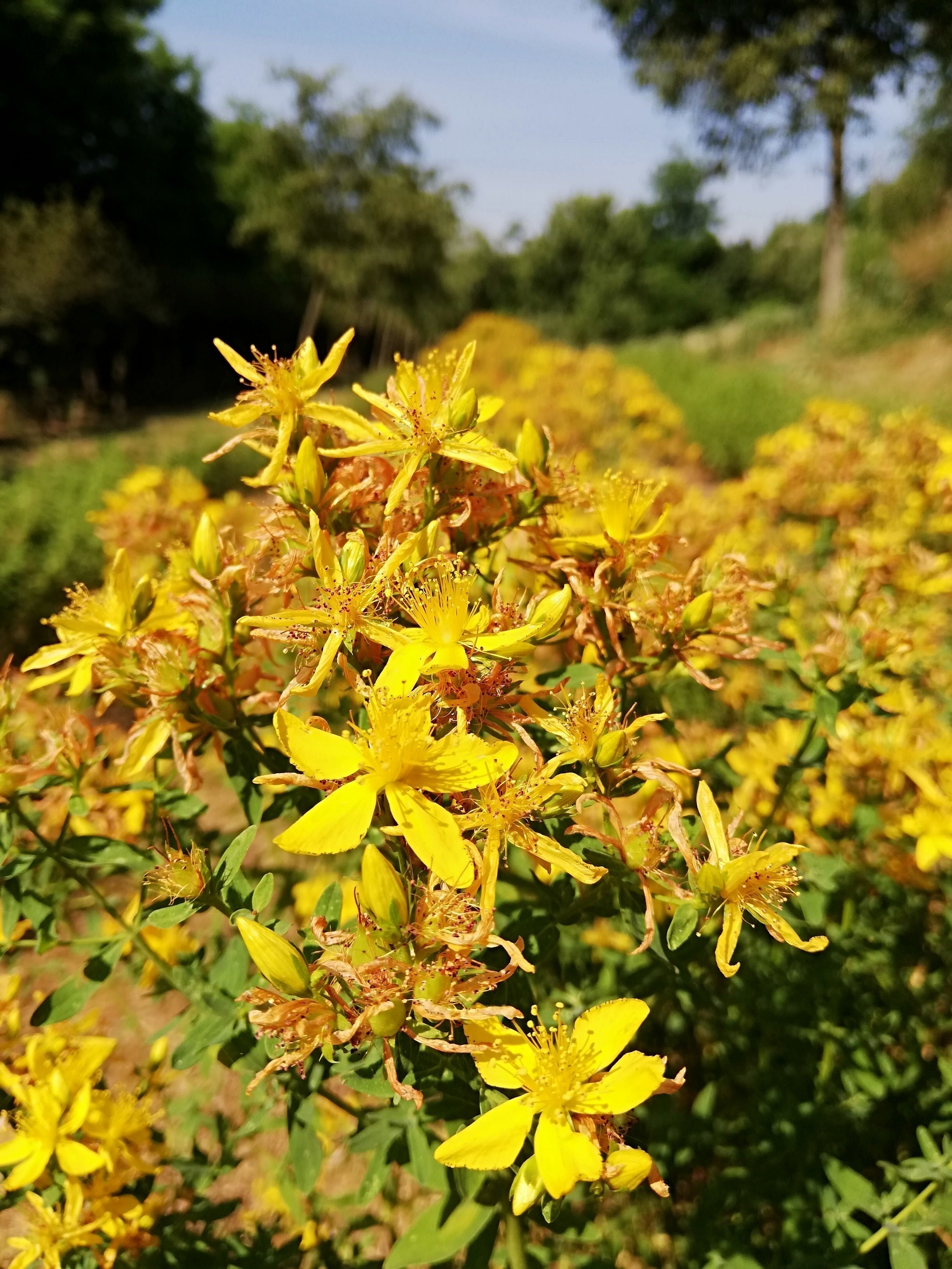 Iperico, il portatore di Luce.