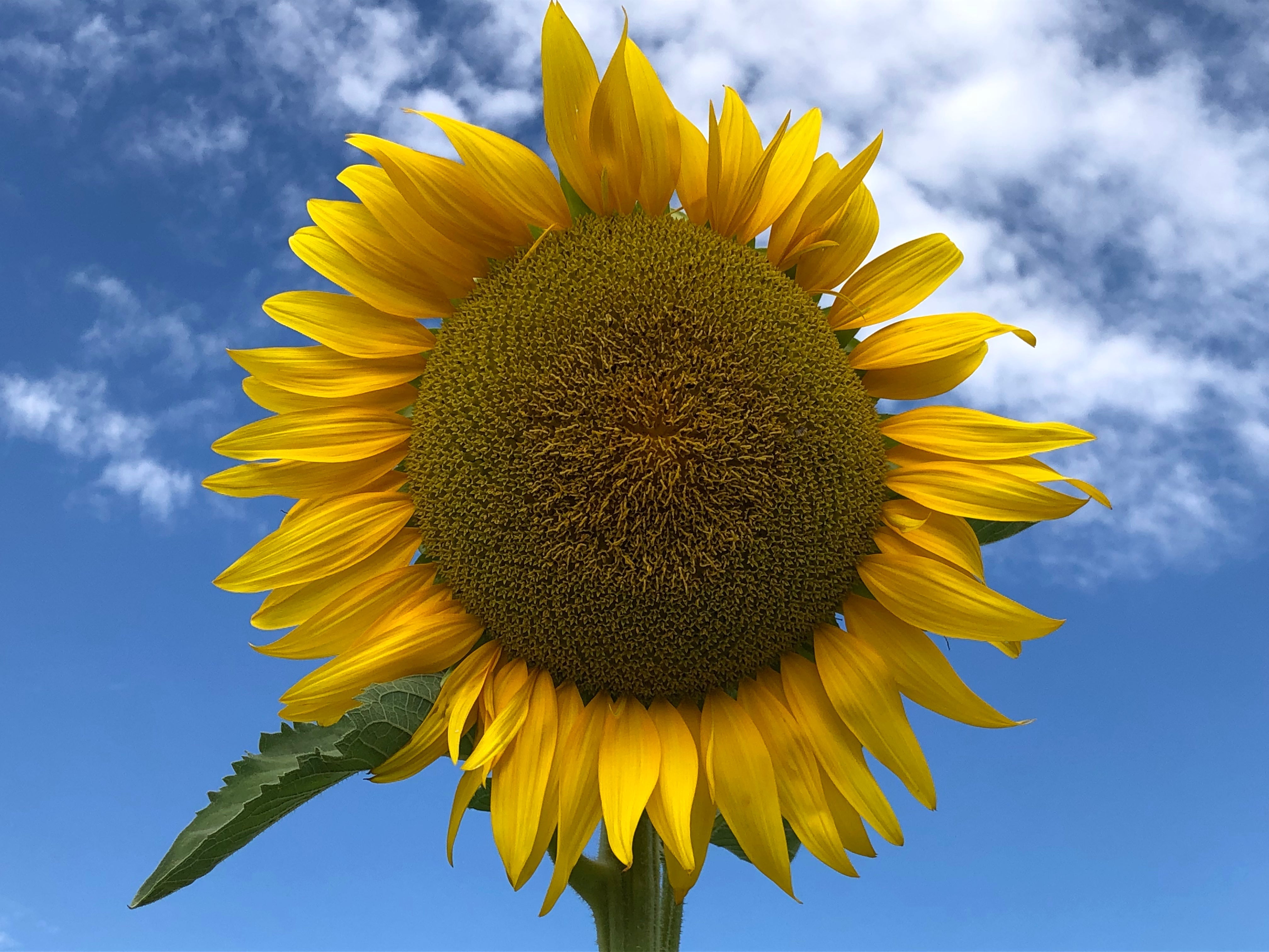 40 Giorni di Meditazione per la Guarigione