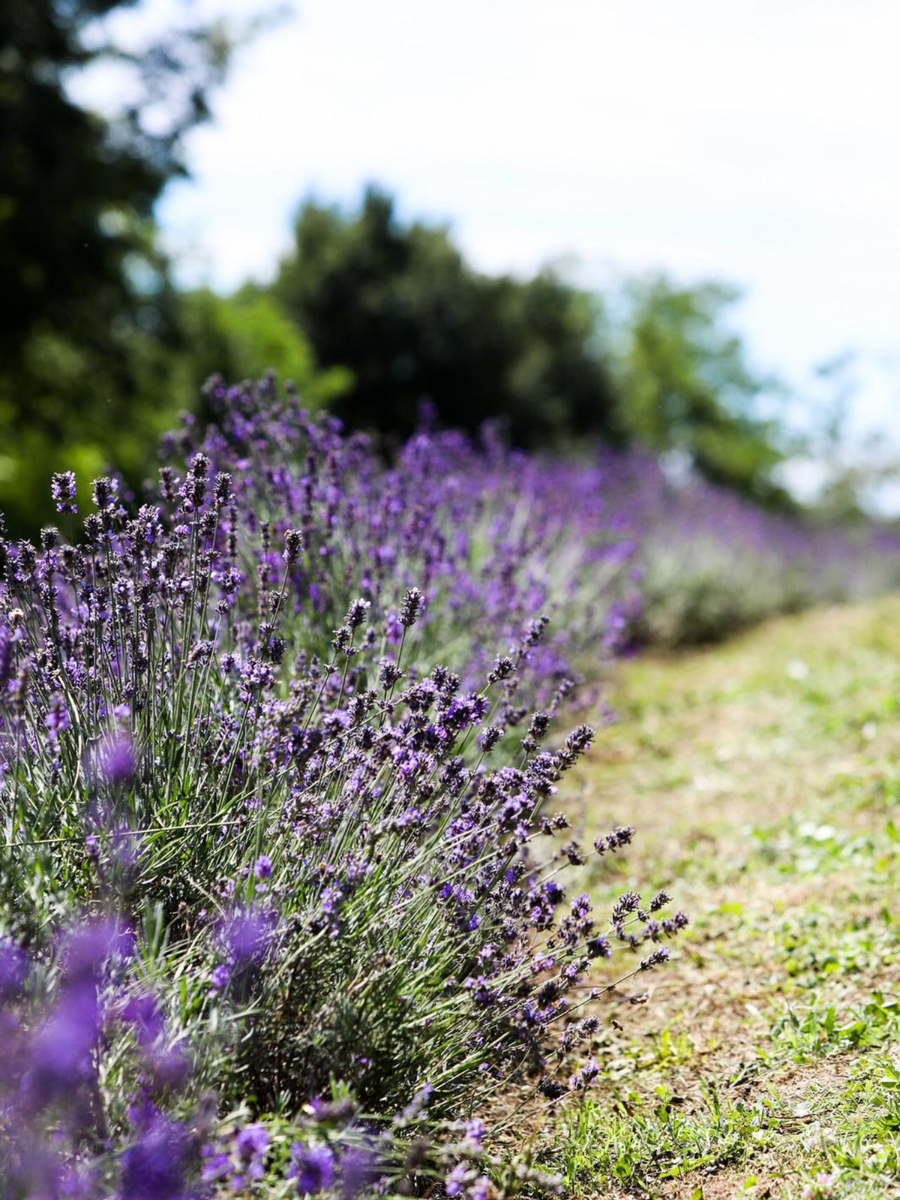 Lavanda vera