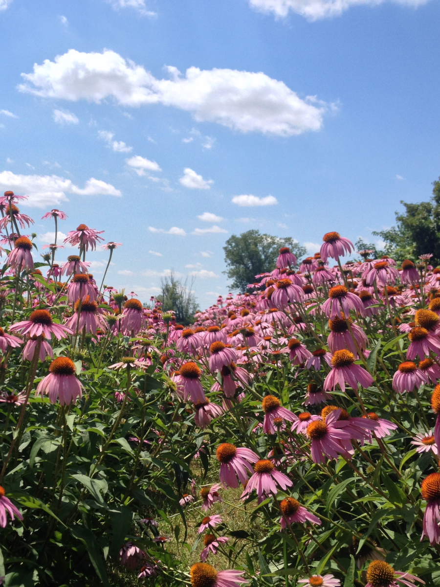 Echinacea