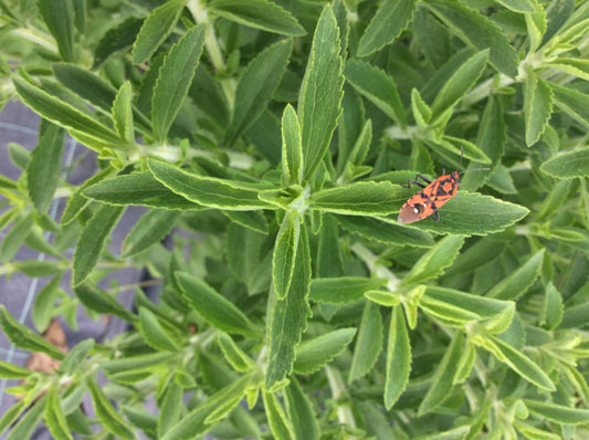 La Stevia, una pianta che può rendere più dolce la vita