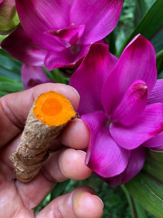 Curcuma, il guaritore d'oro