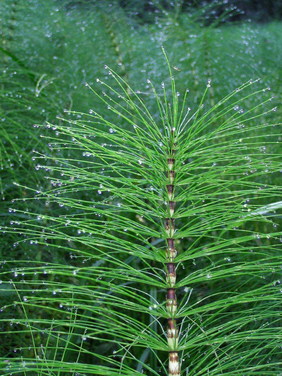 Equiseto o Coda Cavallina