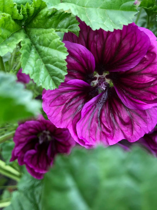 Malva
