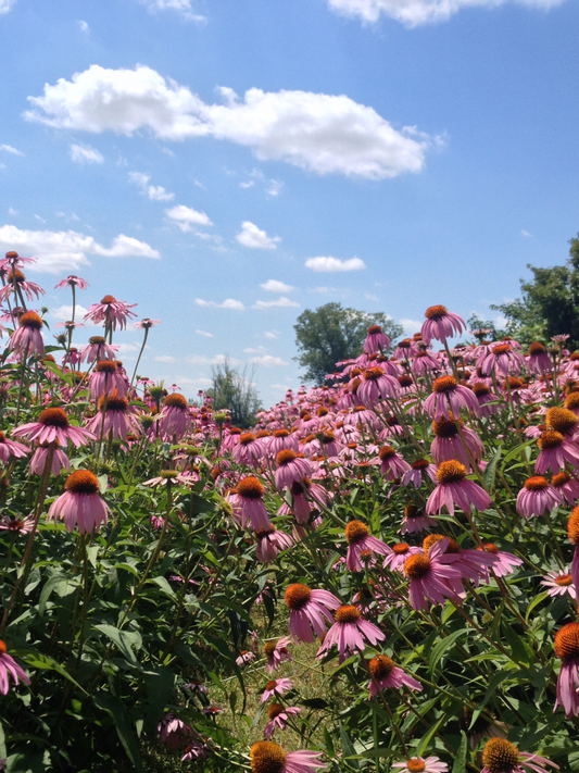 Echinacea
