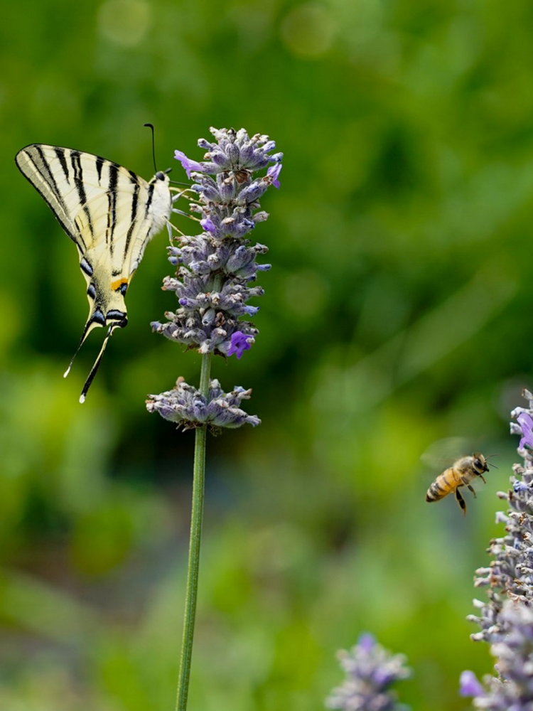 Olio essenziale di Lavanda